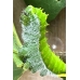 Rothschildia equatoralis eggs